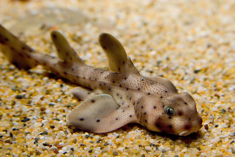 Smiley the Shark Lab