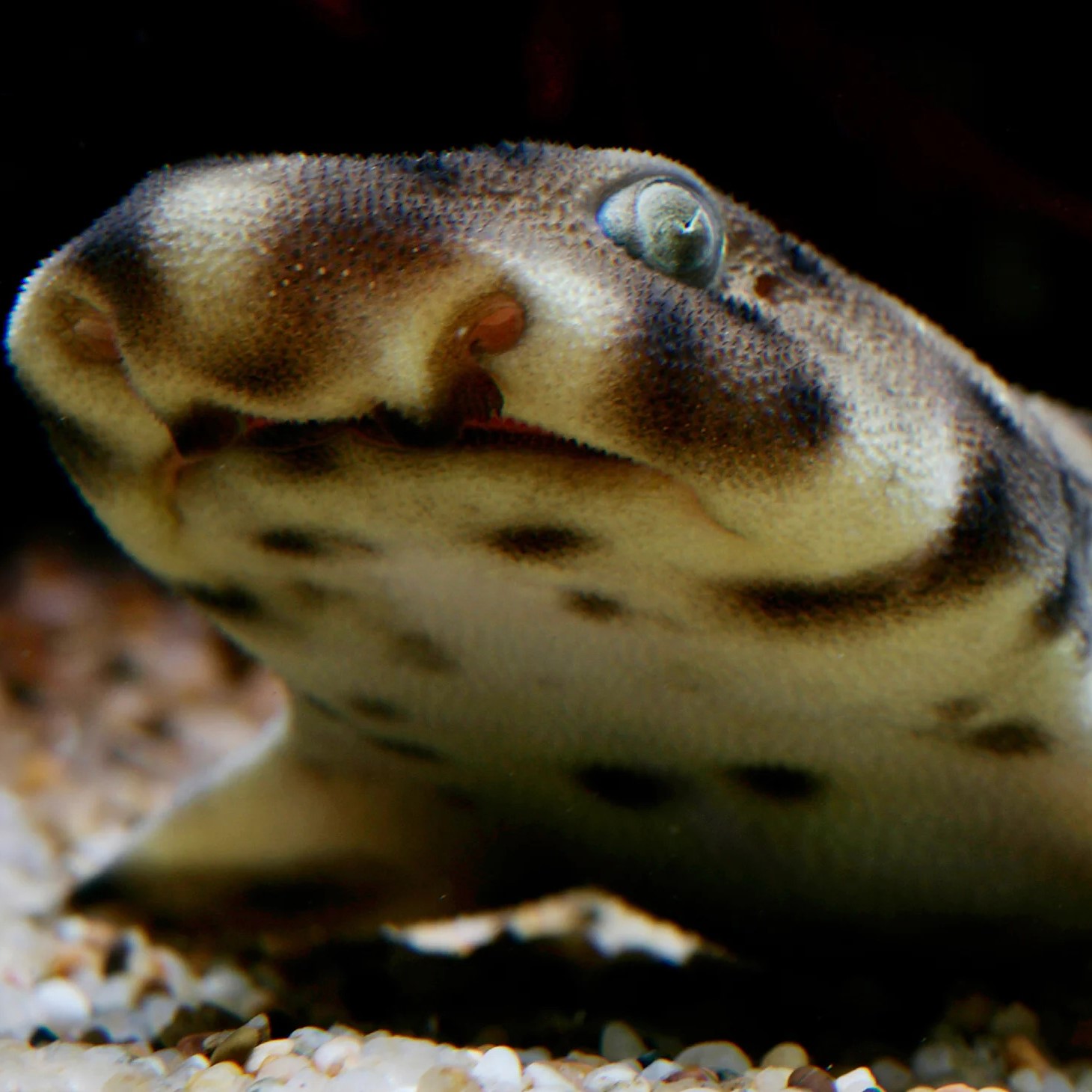 Swell Shark