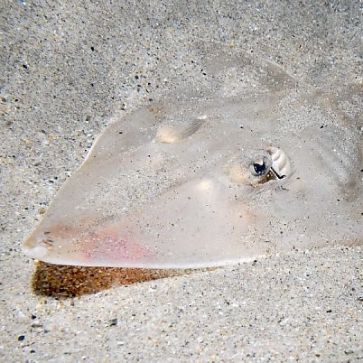 Shovelnose Guitarfish