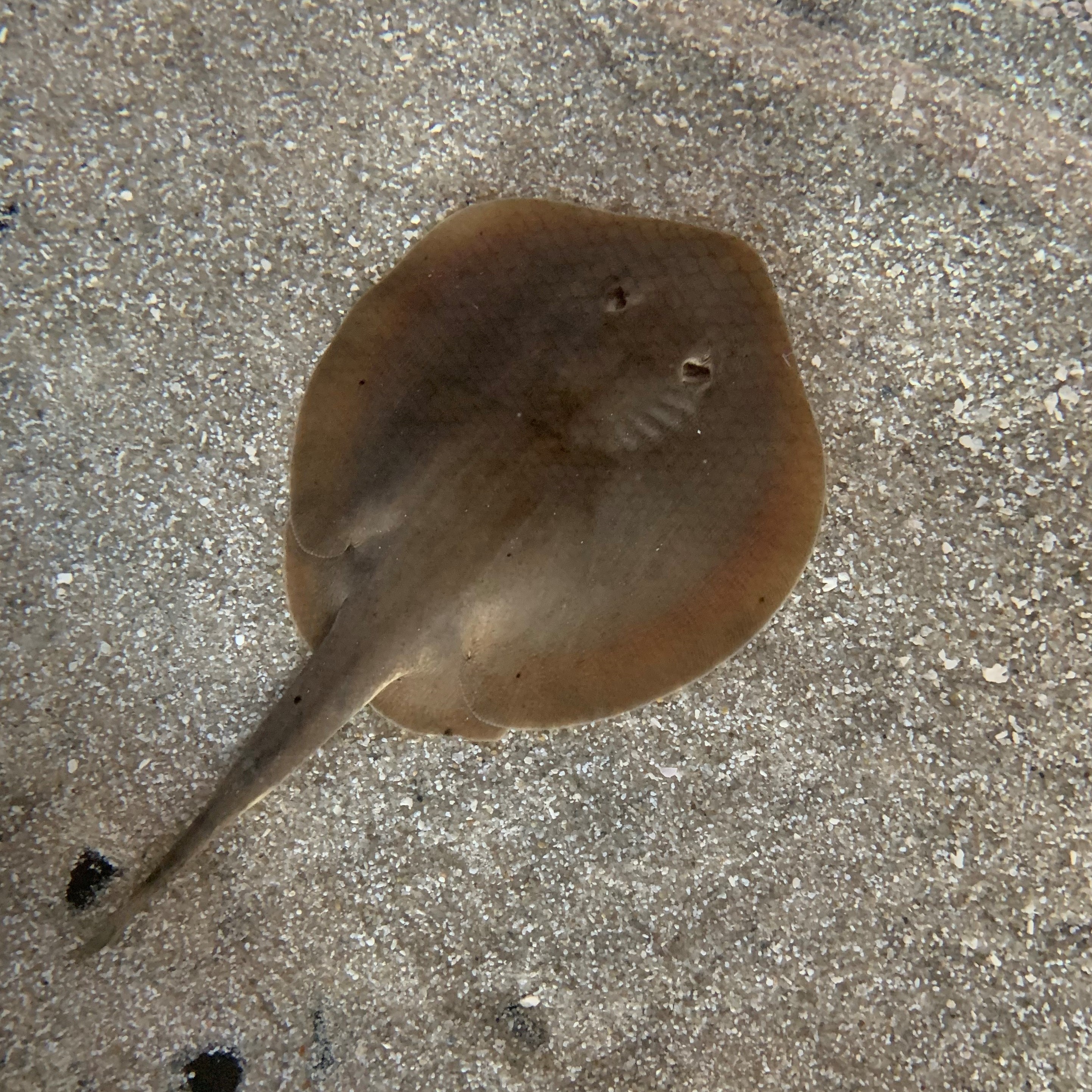 Round Ray