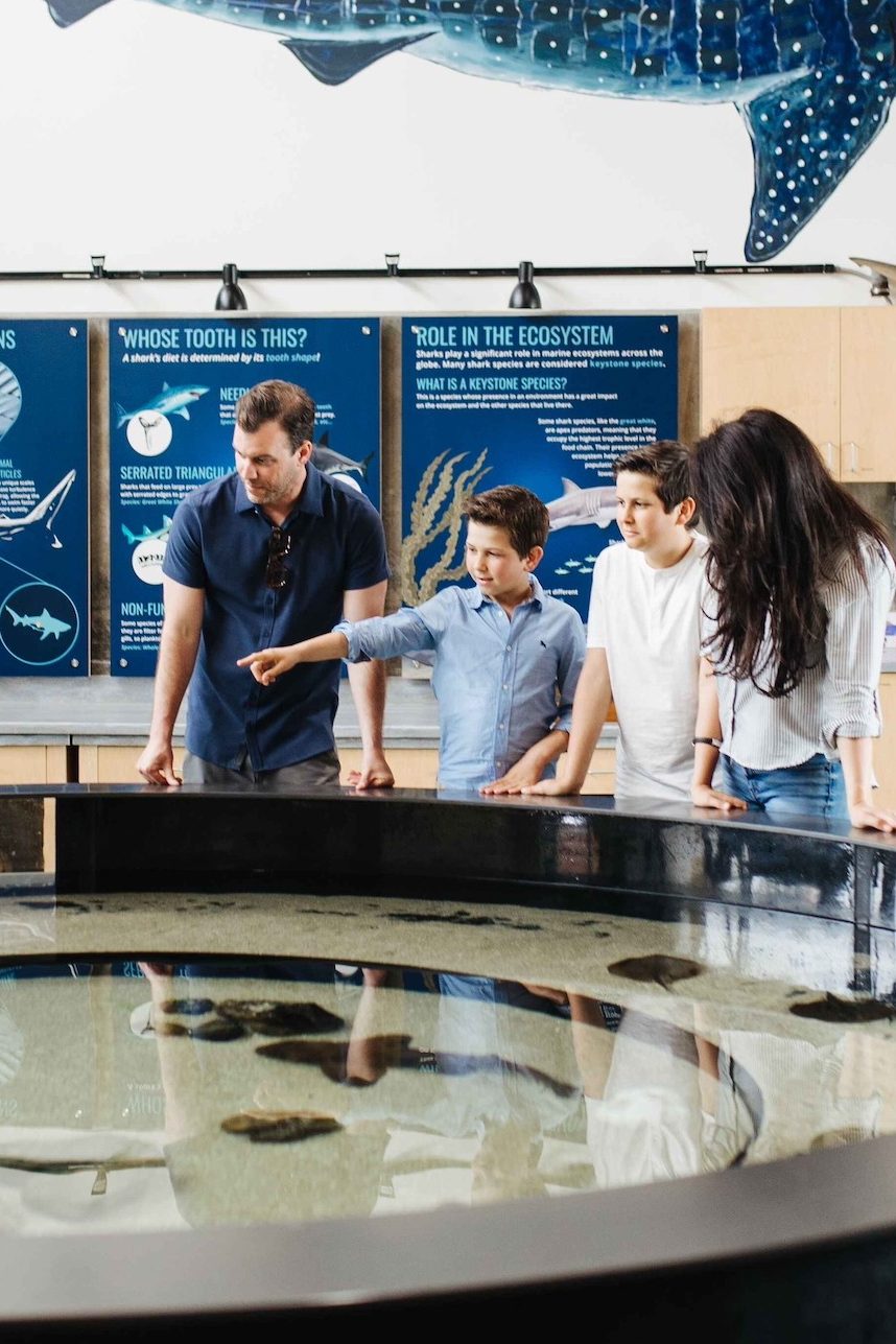 A family at the shark touch tank